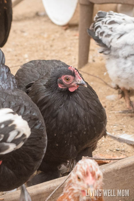 a black pullet hen in a pen