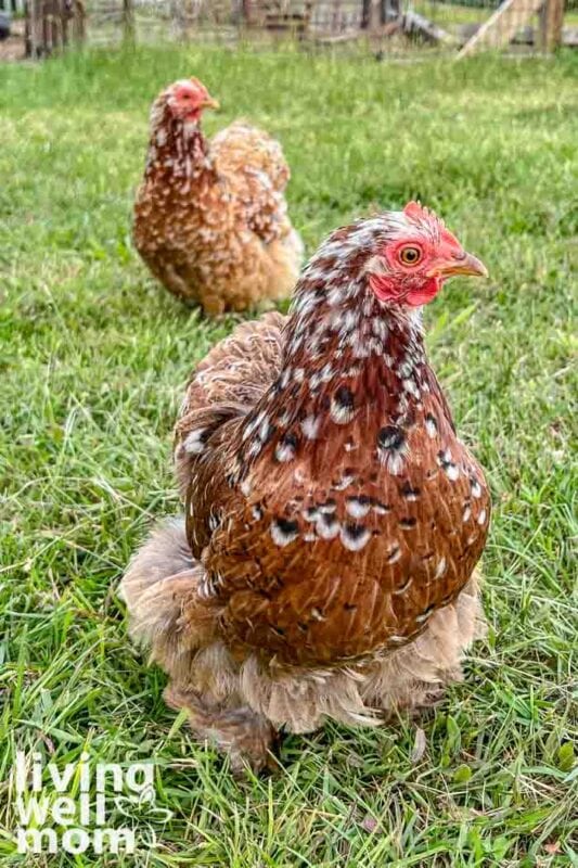two brown calico cochin hens on green grass looking at you