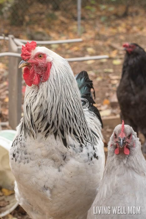 large comb and wattle on a rooster as an identifying characteristic between hens and roosters