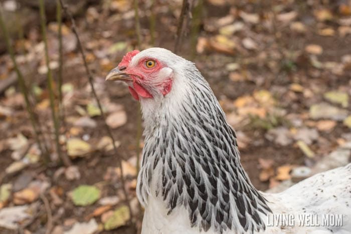 female chicken close up to example comb and wattles of rooster vs hen