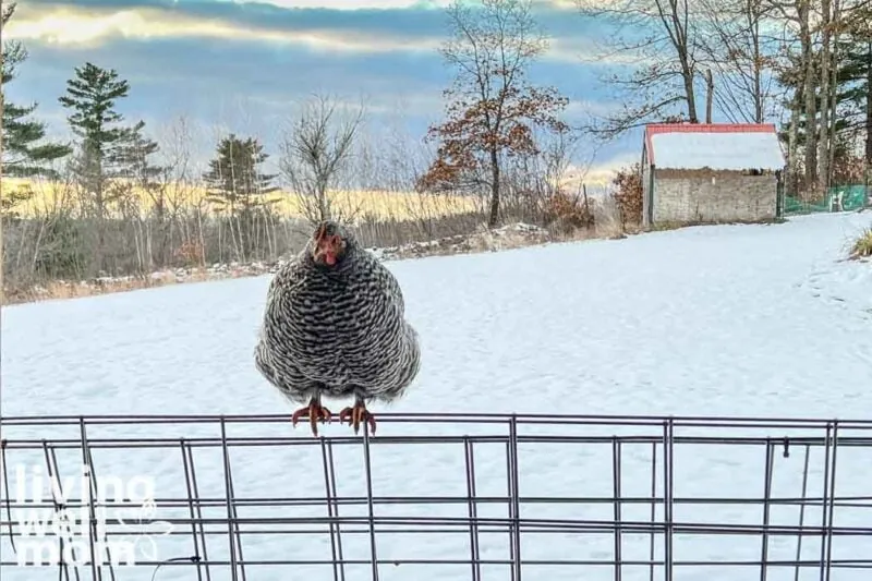 barred rock hen chicken sitting on fence with beautiful winter snowy background