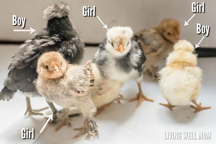 male and female chicks labeled