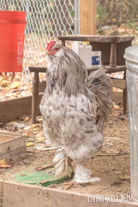 a cockerel in a barn yard