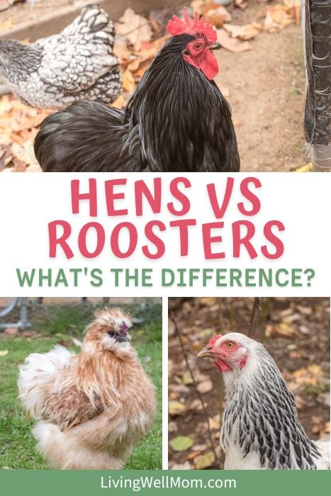 rooster vs hen: whats the difference pinterest collage