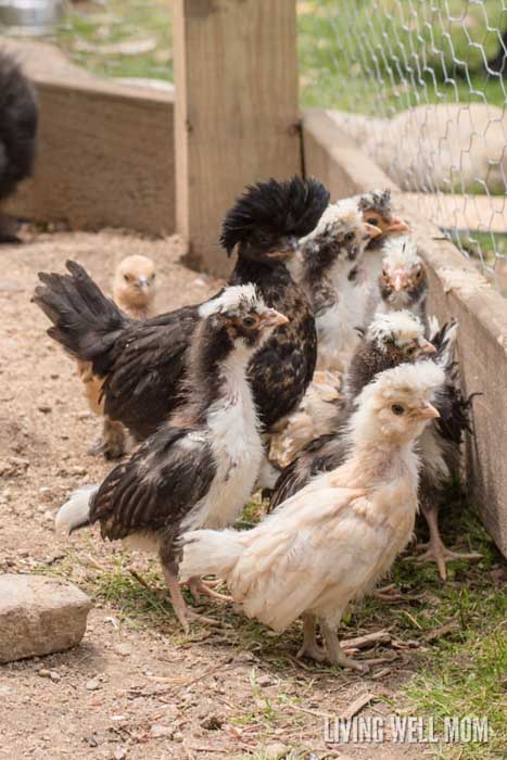 baby chicks and other chickens in various shades