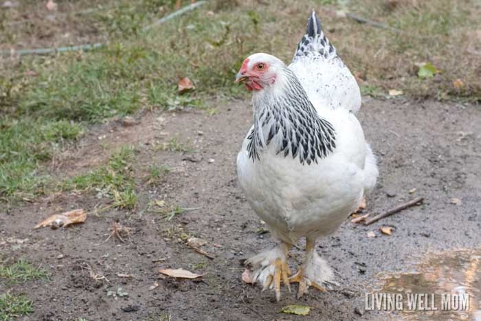 a white hen in a muddy field