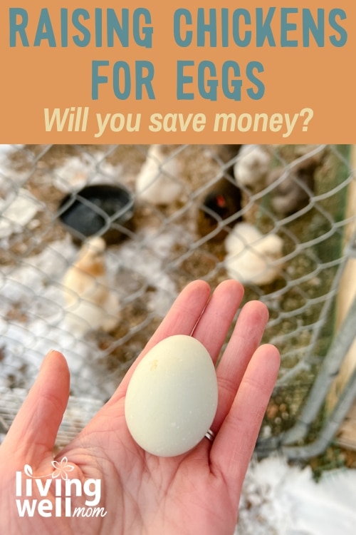 woman holding blue egg with chickens behind fence - raising chickens for eggs will you save money