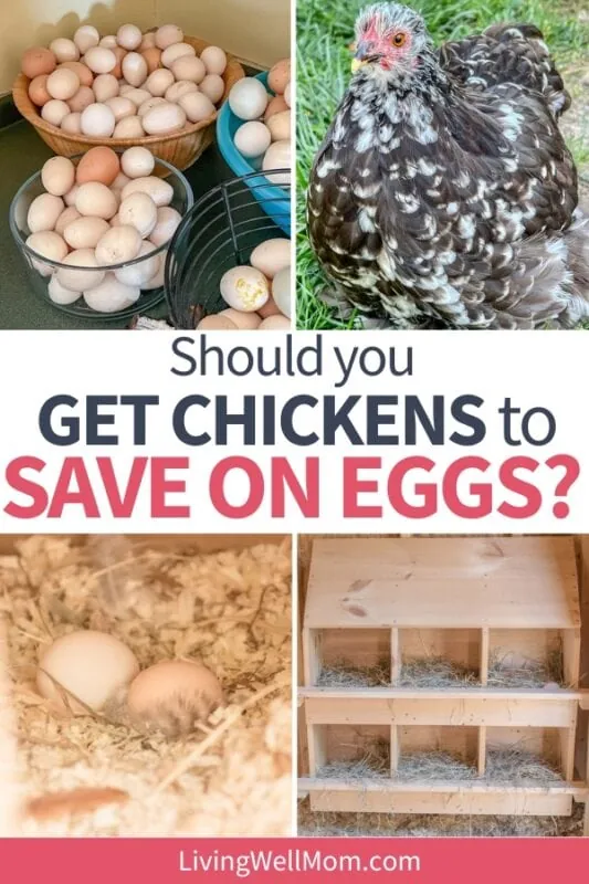 collection of photos with chickens and eggs