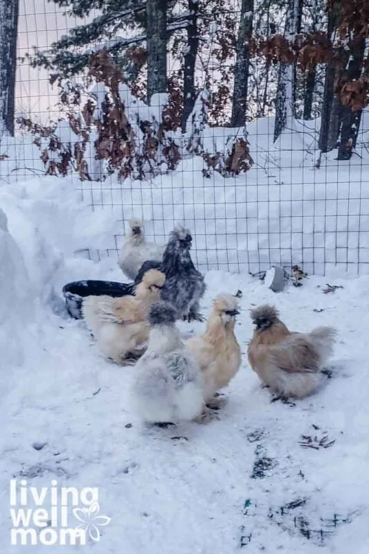 silkie chickens standing on snow