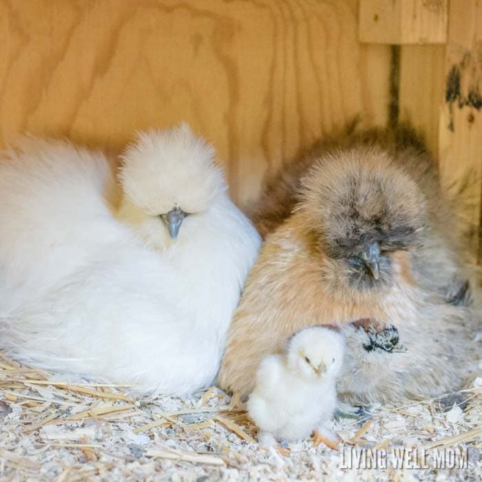 silkie hens and chicks