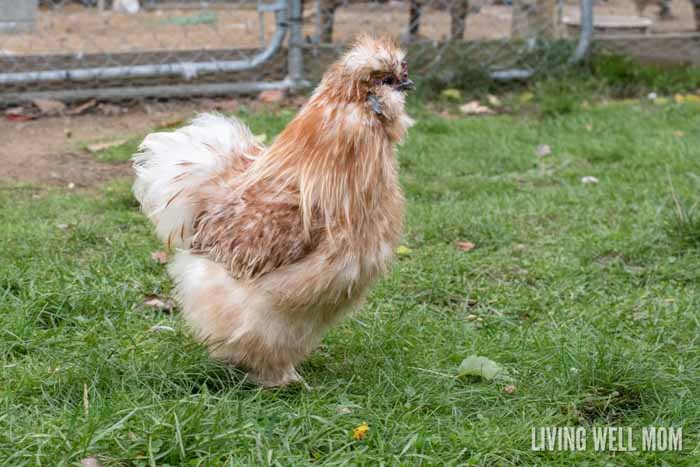 using spurs to identify silkie rooster vs hen