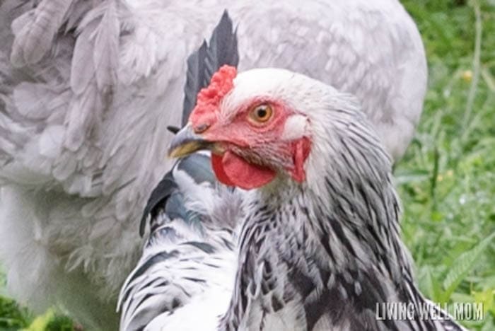 rooster vs hen: bright red comb and wattles on a young chicken