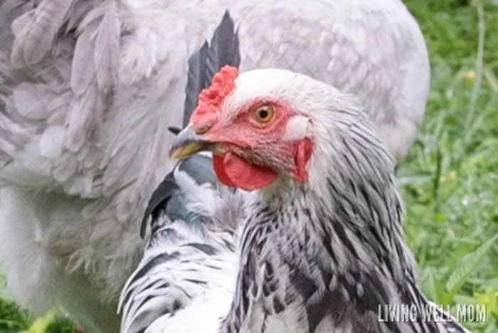 How To Tell A Rooster From A Hen (Is it a Boy or a Girl?) - The