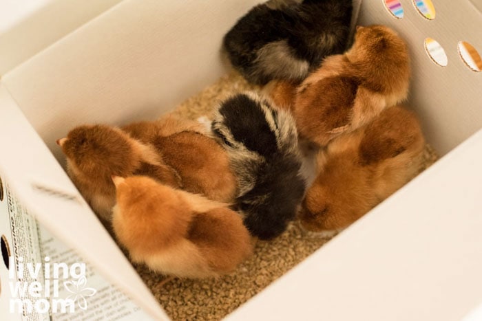 brown and black colored brood