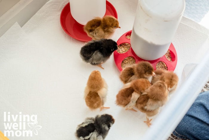 chickens eating in a DIY chick brooder