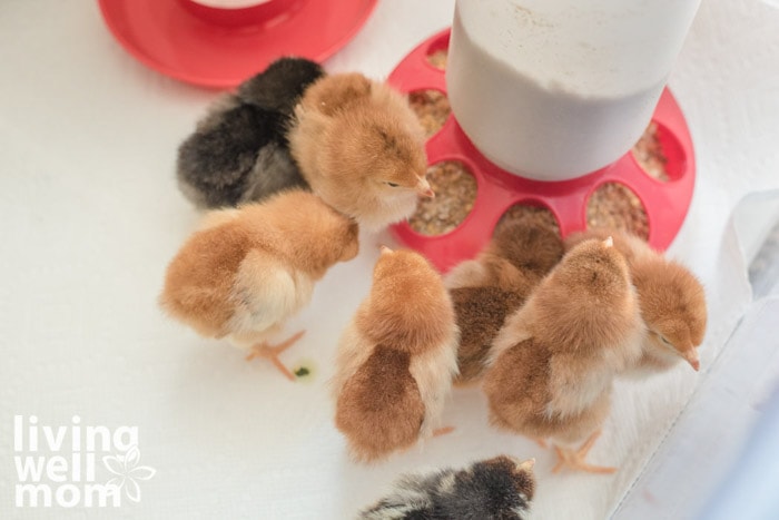 brood of chicks eating from a feeder in a box