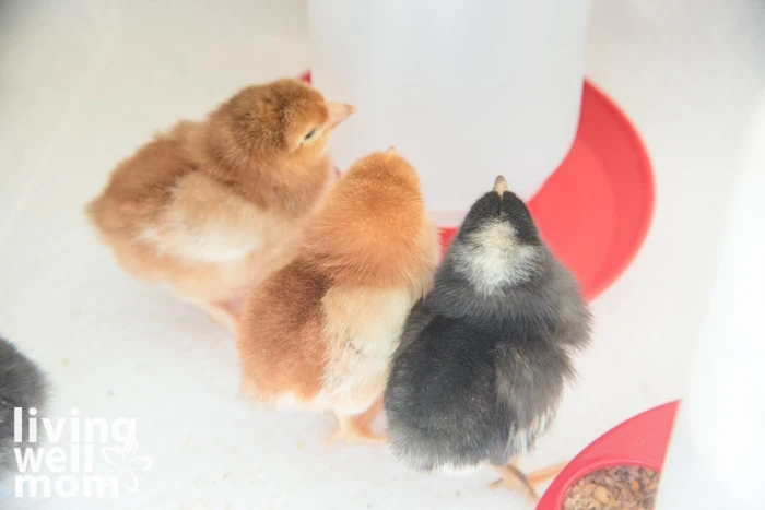 2 baby chickens drinking water