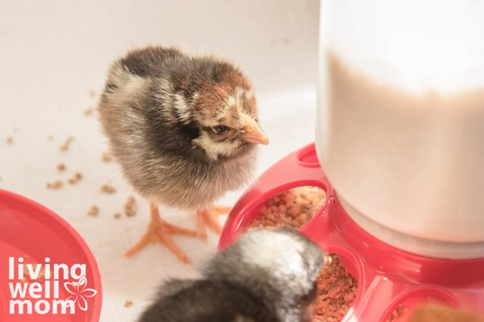 baby chick close up