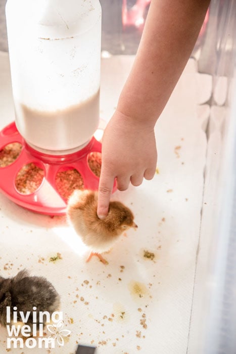 boy touching baby chick with 1 finger