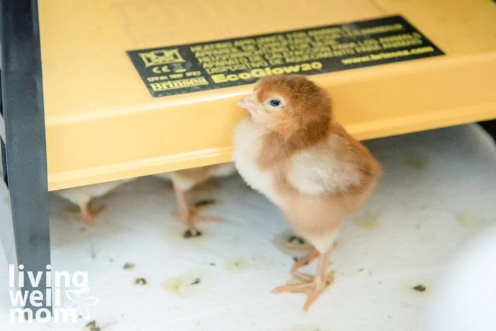 baby chick in a dirty chicken brooder box needing cleaned