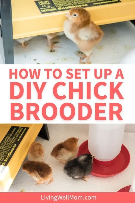 how to set up a diy chick brooder pin