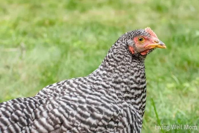 profile of a hen