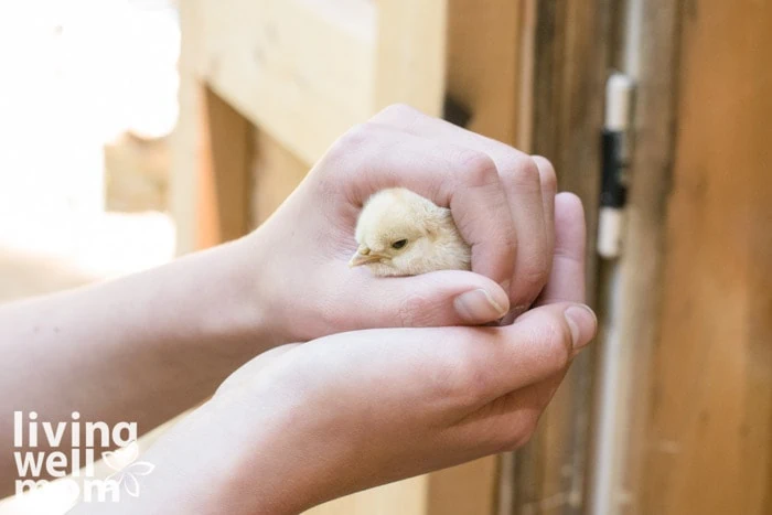 child holding a baby chick