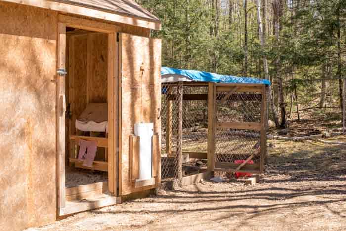 chicken wire coop beside shed