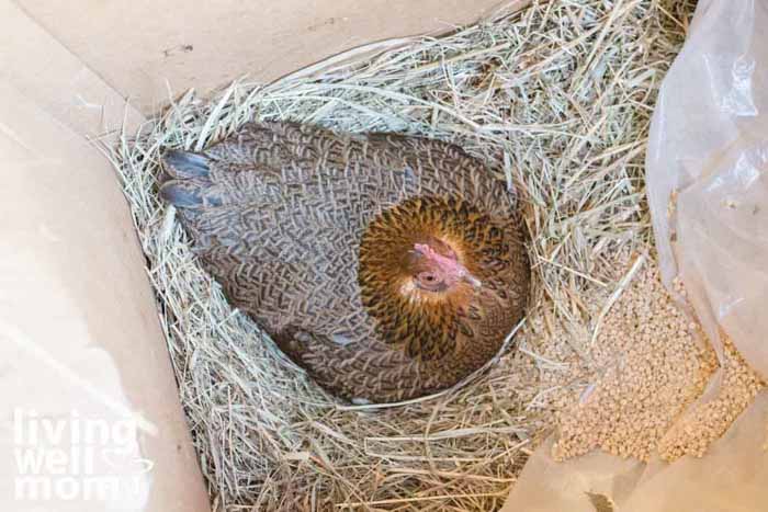 top view of a chicken inside a coop