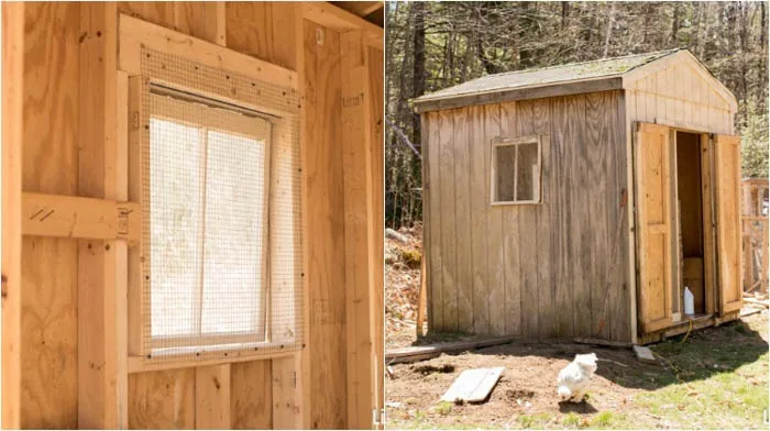 used shed to build DIY chicken coop