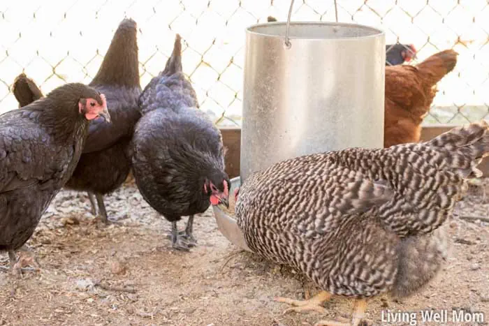 food setup for raising chickens