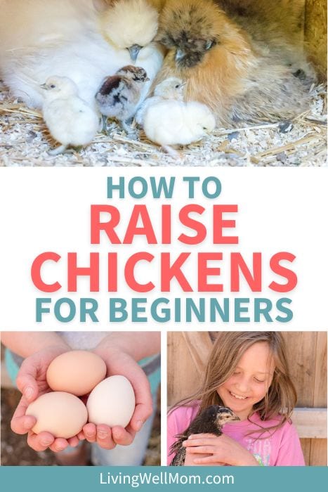 how to raise chickens for beginners