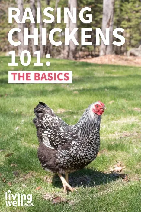 raising chickens 101: the basics pinterest image
