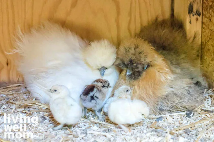 raising chickens in a coop