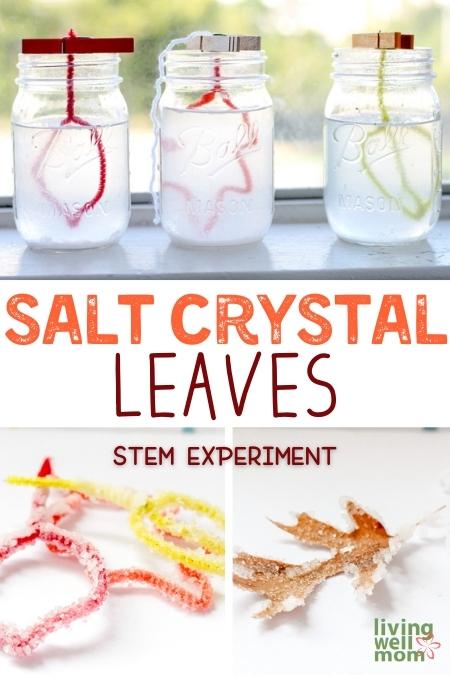 salt crystal leaves stem experiment collage