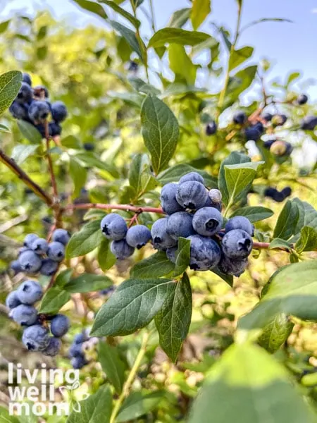 fresh berries on a blueberry bush