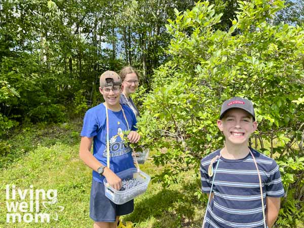 blueberry picking on a farm