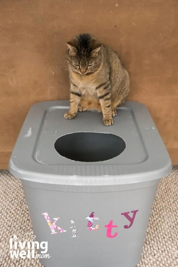 personalized homemade litter box with cat on top