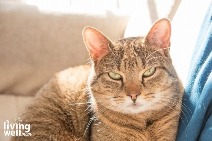 A cat that is lying down and looking at the camera