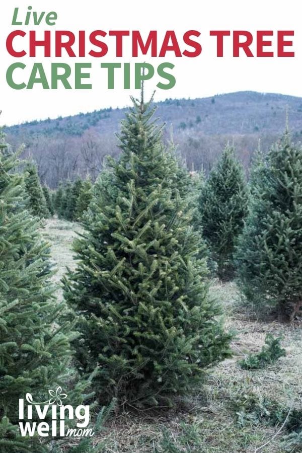 how to keep a Christmas tree alive: live Christmas tree care tips pin