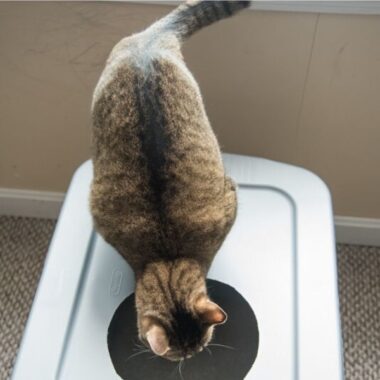 Diy litter box made from a plastic container with a cat sitting on top