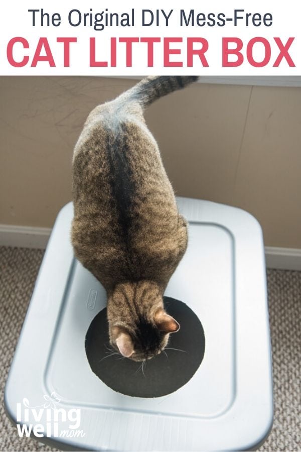 Diy litter box made from a plastic container with a cat sitting on top