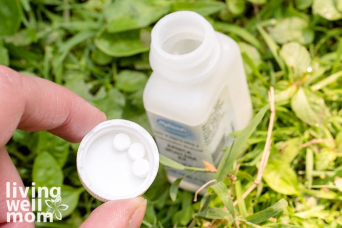 arnica montana tablets in the bottle lid being held