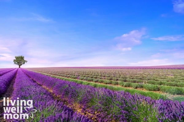lavender fields growing for essential oils