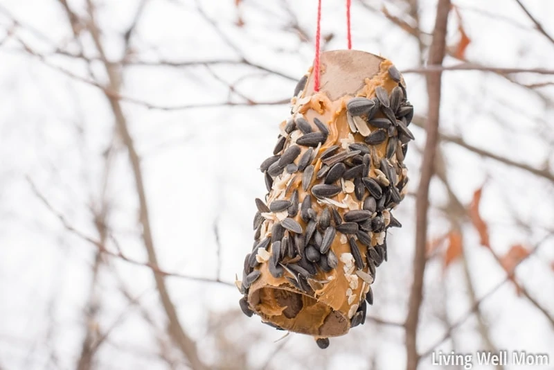 A homemade bird feeder covered in peanut butter and seeds. 