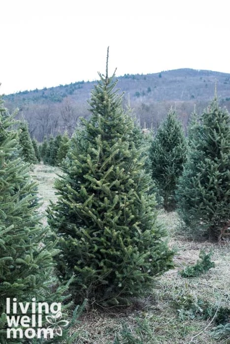 Christmas tree farm 