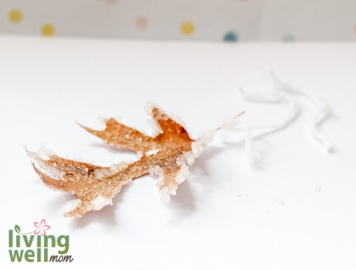 fall salt leaves stem activity 