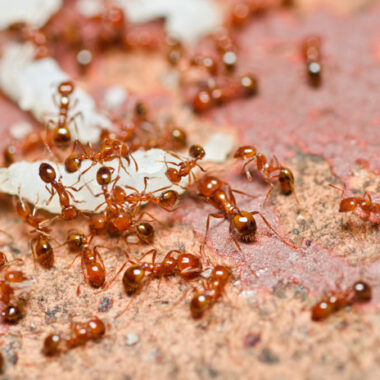 close-up of red fire ants