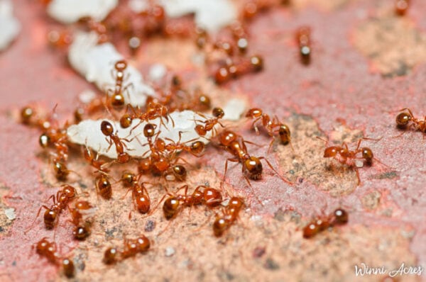 close-up of red fire ants
