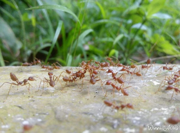 Fire ants on the ground